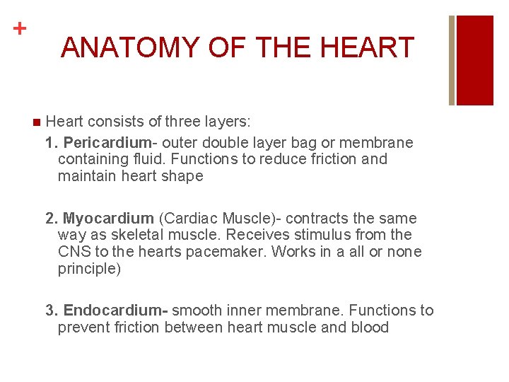 + ANATOMY OF THE HEART n Heart consists of three layers: 1. Pericardium- outer