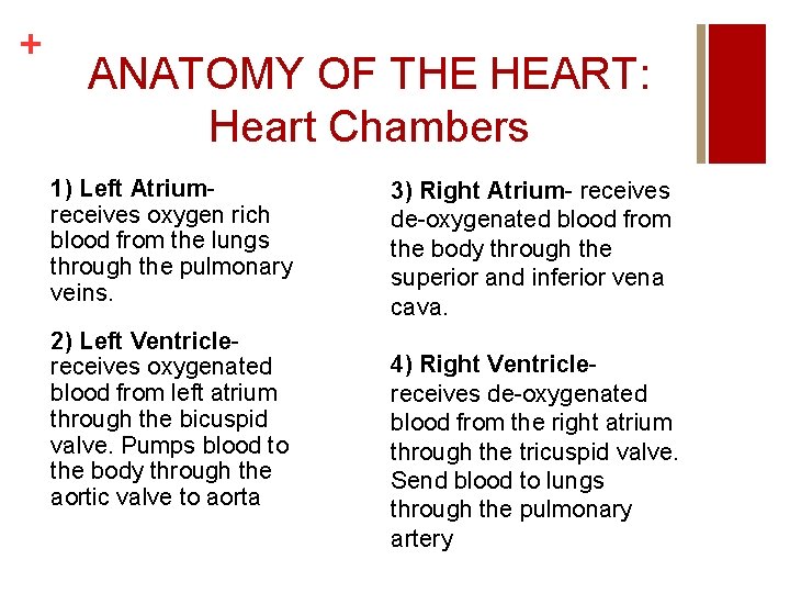 + ANATOMY OF THE HEART: Heart Chambers 1) Left Atriumreceives oxygen rich blood from + ANATOMY OF THE HEART: Heart Chambers 1) Left Atriumreceives oxygen rich blood from