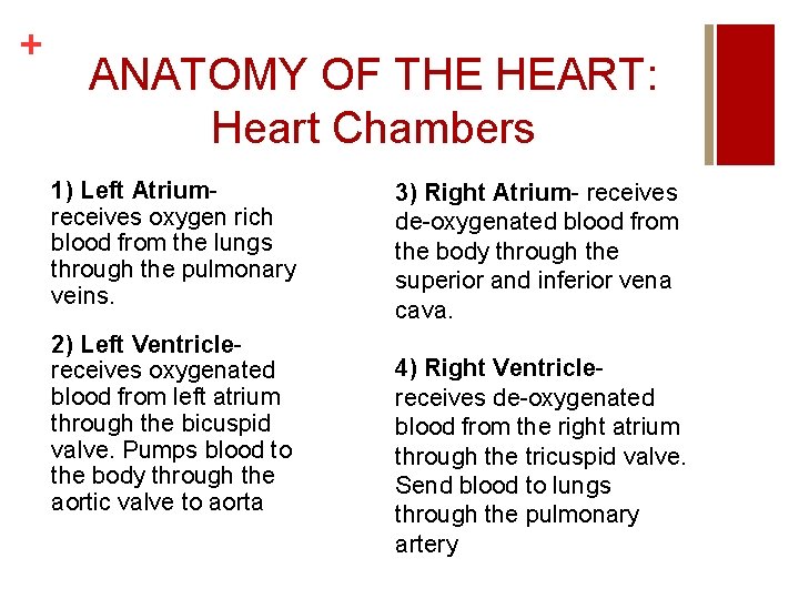 + ANATOMY OF THE HEART: Heart Chambers 1) Left Atriumreceives oxygen rich blood from