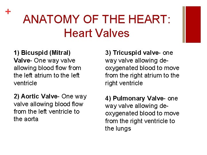 + ANATOMY OF THE HEART: Heart Valves 1) Bicuspid (Mitral) Valve- One way valve + ANATOMY OF THE HEART: Heart Valves 1) Bicuspid (Mitral) Valve- One way valve