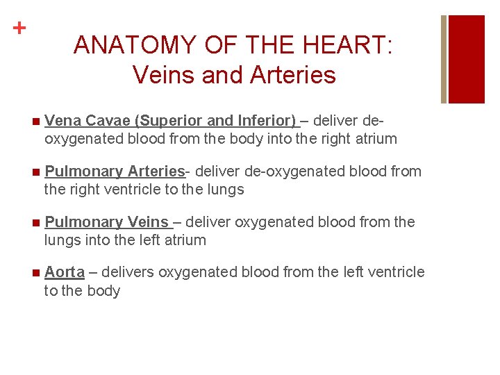 + ANATOMY OF THE HEART: Veins and Arteries n Vena Cavae (Superior and Inferior)