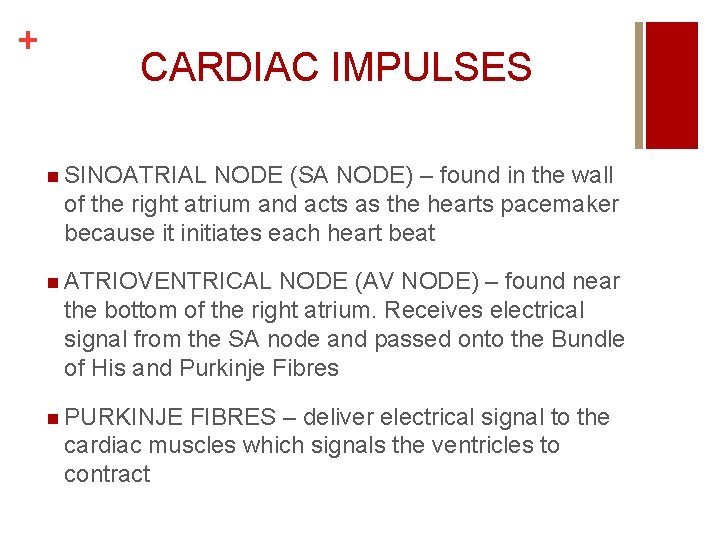 + CARDIAC IMPULSES n SINOATRIAL NODE (SA NODE) – found in the wall of + CARDIAC IMPULSES n SINOATRIAL NODE (SA NODE) – found in the wall of