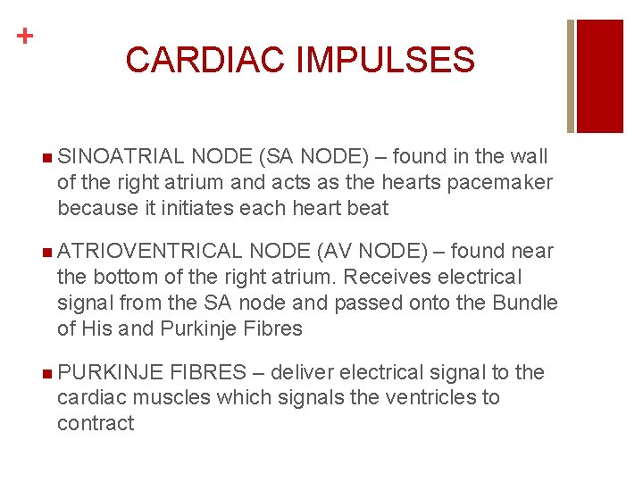 + CARDIAC IMPULSES n SINOATRIAL NODE (SA NODE) – found in the wall of