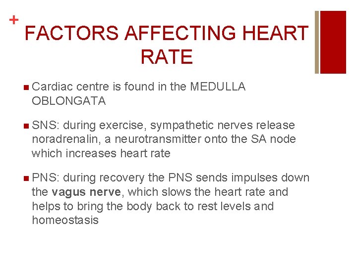 + FACTORS AFFECTING HEART RATE n Cardiac centre is found in the MEDULLA OBLONGATA