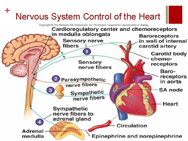 + Nervous System Control of the Heart 