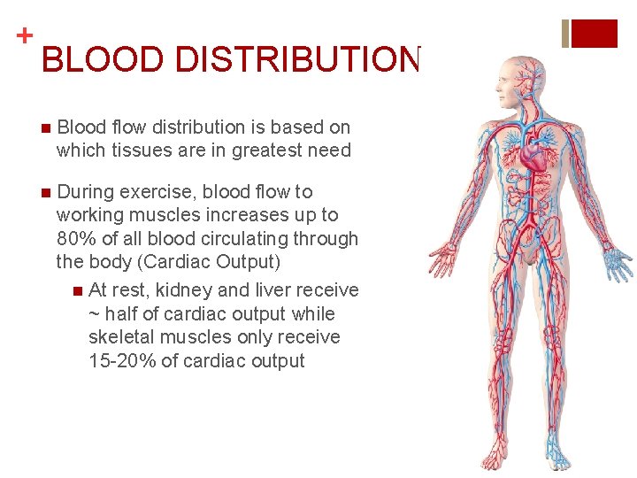 + BLOOD DISTRIBUTION n Blood flow distribution is based on which tissues are in + BLOOD DISTRIBUTION n Blood flow distribution is based on which tissues are in