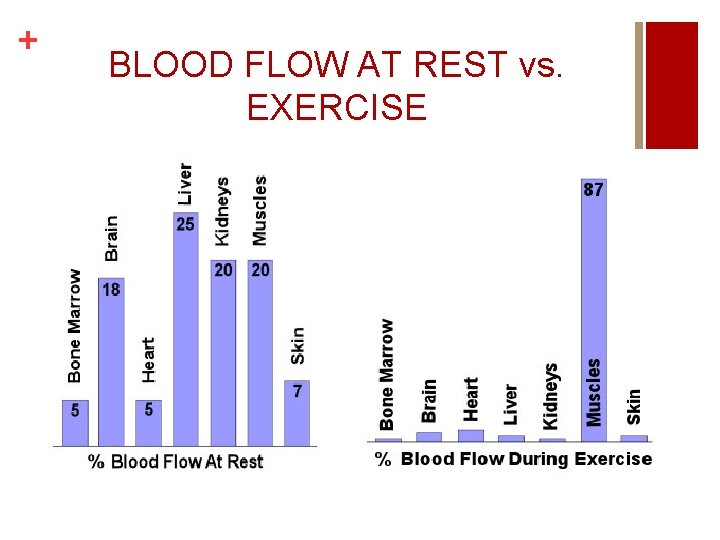 + BLOOD FLOW AT REST vs. EXERCISE 