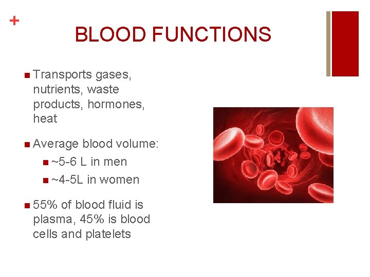 + BLOOD FUNCTIONS n Transports gases, nutrients, waste products, hormones, heat n Average blood