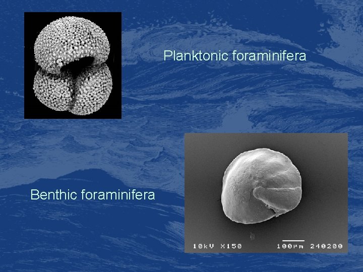 Planktonic foraminifera Benthic foraminifera 