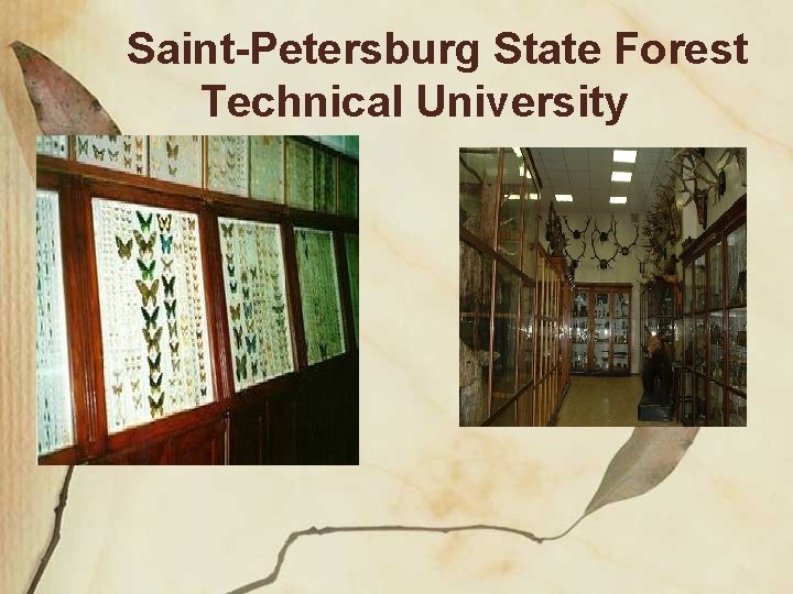 Saint-Petersburg State Forest Technical University 