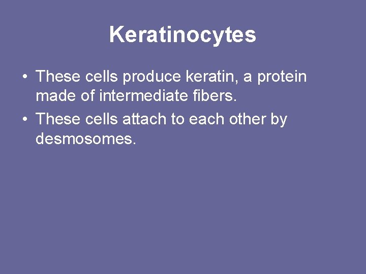 Keratinocytes • These cells produce keratin, a protein made of intermediate fibers. • These Keratinocytes • These cells produce keratin, a protein made of intermediate fibers. • These