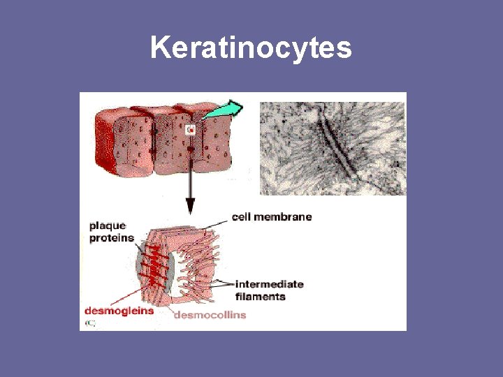 Keratinocytes Keratinocytes