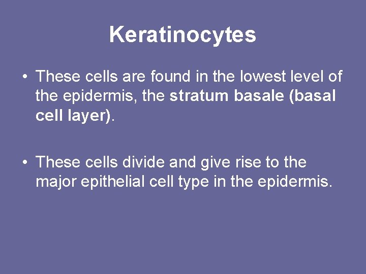 Keratinocytes • These cells are found in the lowest level of the epidermis, the Keratinocytes • These cells are found in the lowest level of the epidermis, the