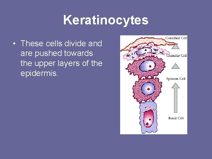 Keratinocytes • These cells divide and are pushed towards the upper layers of the