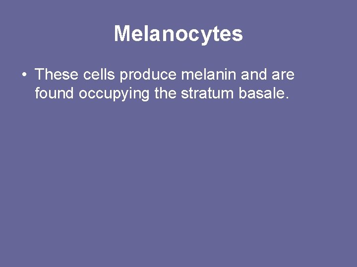 Melanocytes • These cells produce melanin and are found occupying the stratum basale. 