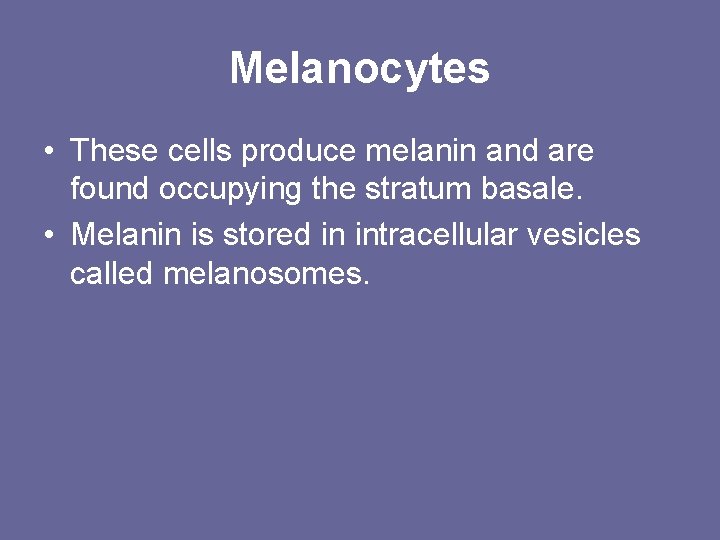 Melanocytes • These cells produce melanin and are found occupying the stratum basale. •