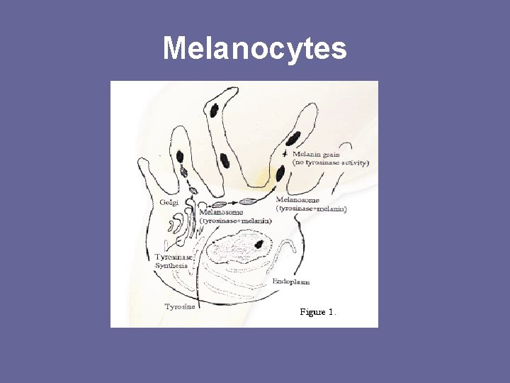 Melanocytes 