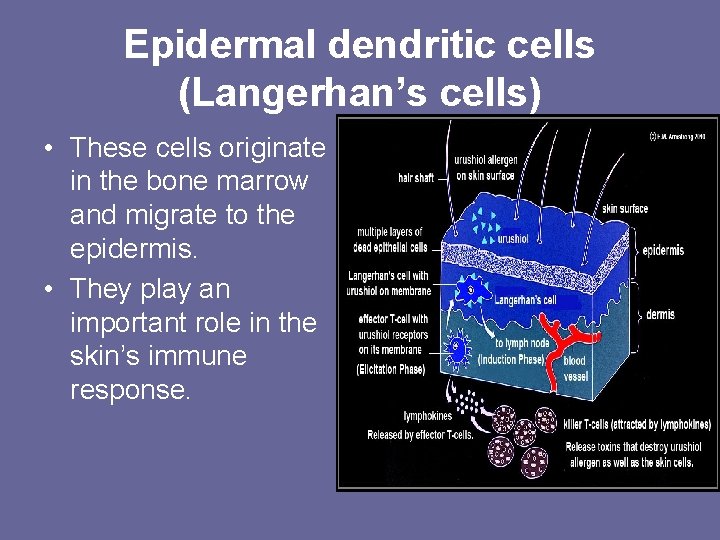 Epidermal dendritic cells (Langerhan’s cells) • These cells originate in the bone marrow and