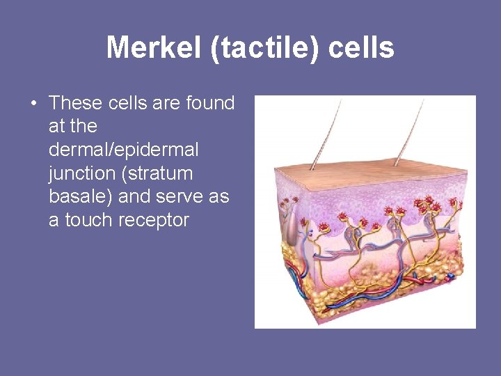 Merkel (tactile) cells • These cells are found at the dermal/epidermal junction (stratum basale) Merkel (tactile) cells • These cells are found at the dermal/epidermal junction (stratum basale)