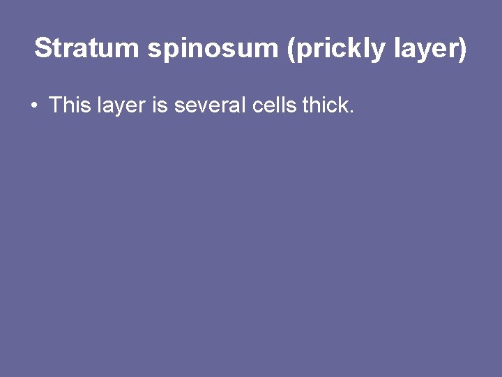 Stratum spinosum (prickly layer) • This layer is several cells thick. 