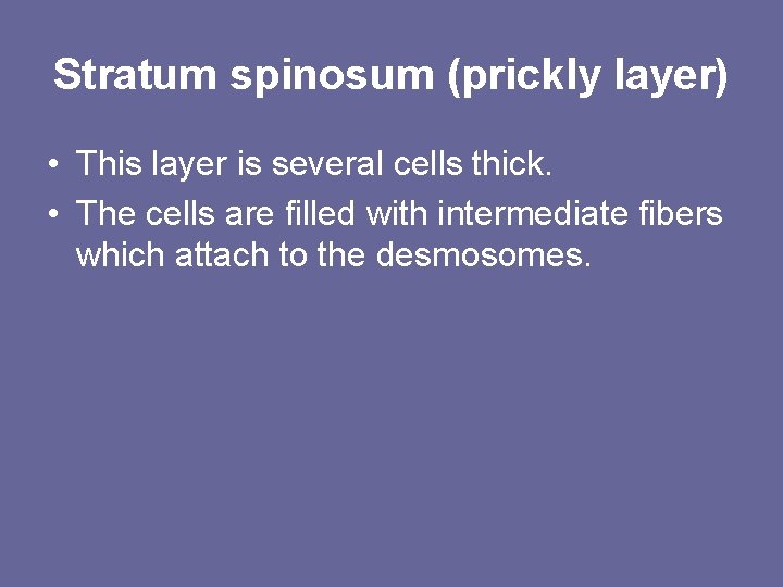Stratum spinosum (prickly layer) • This layer is several cells thick. • The cells Stratum spinosum (prickly layer) • This layer is several cells thick. • The cells