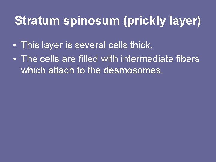 Stratum spinosum (prickly layer) • This layer is several cells thick. • The cells
