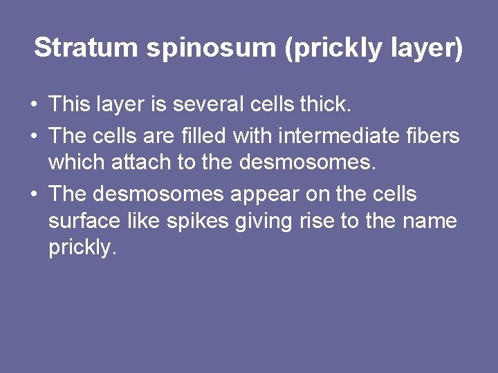 Stratum spinosum (prickly layer) • This layer is several cells thick. • The cells Stratum spinosum (prickly layer) • This layer is several cells thick. • The cells