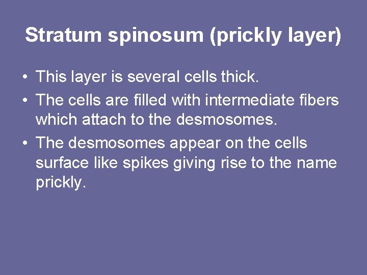 Stratum spinosum (prickly layer) • This layer is several cells thick. • The cells