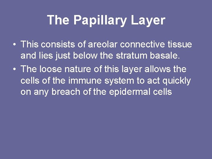 The Papillary Layer • This consists of areolar connective tissue and lies just below