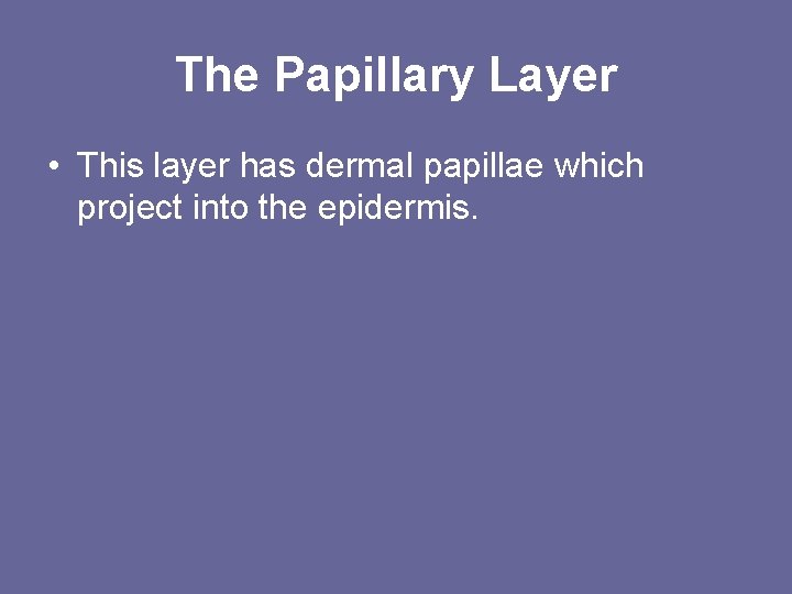 The Papillary Layer • This layer has dermal papillae which project into the epidermis.