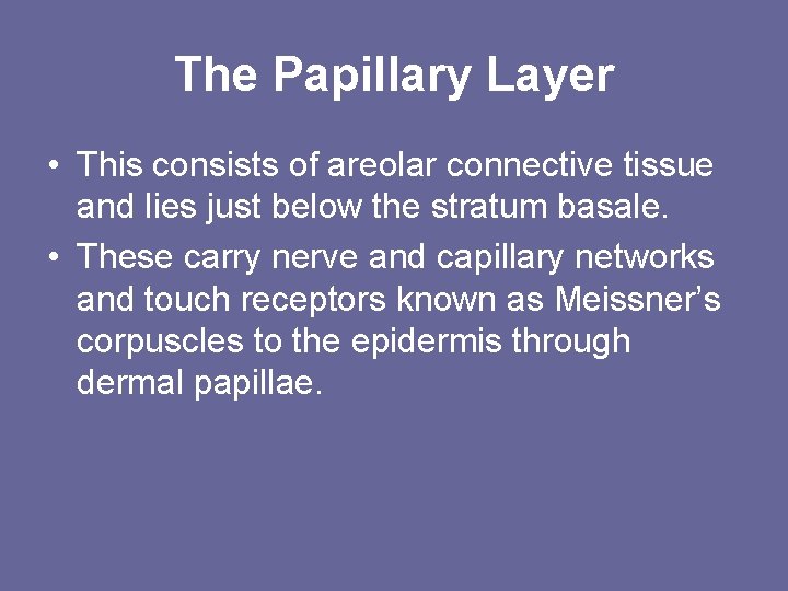 The Papillary Layer • This consists of areolar connective tissue and lies just below The Papillary Layer • This consists of areolar connective tissue and lies just below