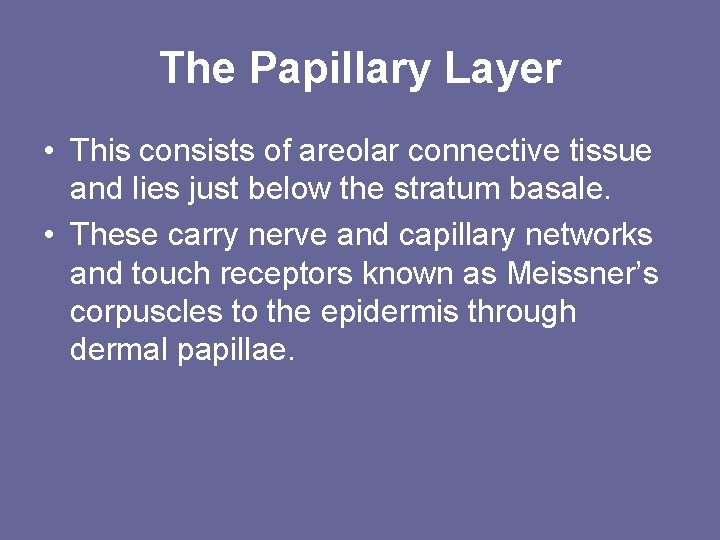 The Papillary Layer • This consists of areolar connective tissue and lies just below