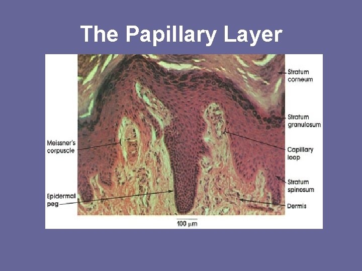 The Papillary Layer The Papillary Layer