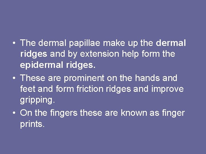  • The dermal papillae make up the dermal ridges and by extension help