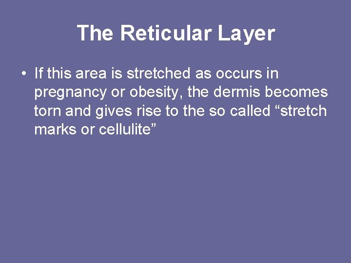 The Reticular Layer • If this area is stretched as occurs in pregnancy or