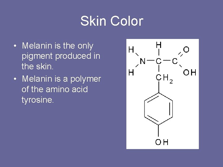 Skin Color • Melanin is the only pigment produced in the skin. • Melanin