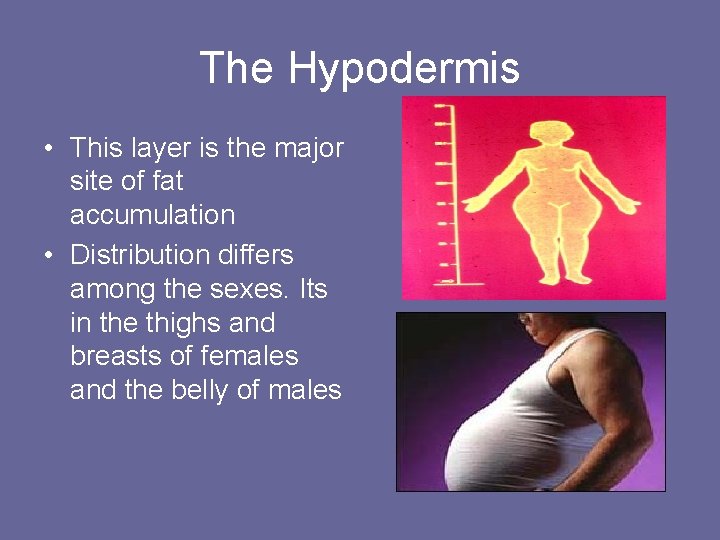 The Hypodermis • This layer is the major site of fat accumulation • Distribution