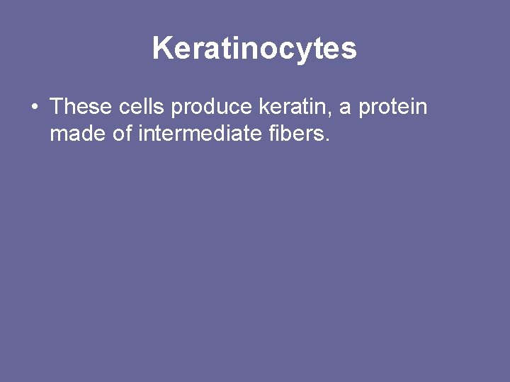 Keratinocytes • These cells produce keratin, a protein made of intermediate fibers. 