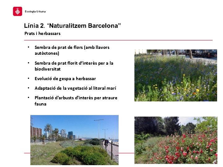 Ecologia Urbana Prats i herbassars • Sembra de prat de flors (amb llavors autòctones)
