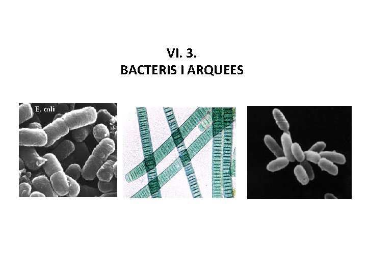 VI. 3. BACTERIS I ARQUEES 