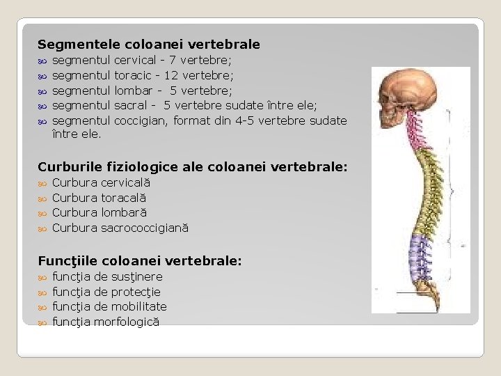 Segmentele coloanei vertebrale segmentul cervical - 7 vertebre; segmentul toracic - 12 vertebre; segmentul