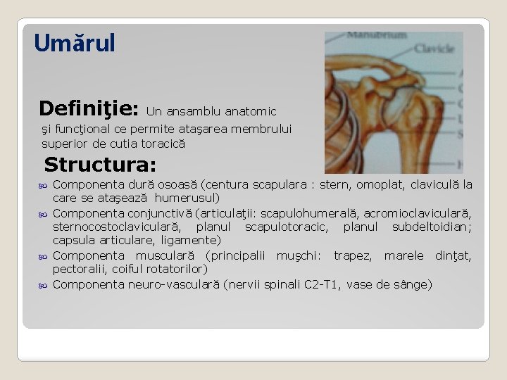 articulatie definitie