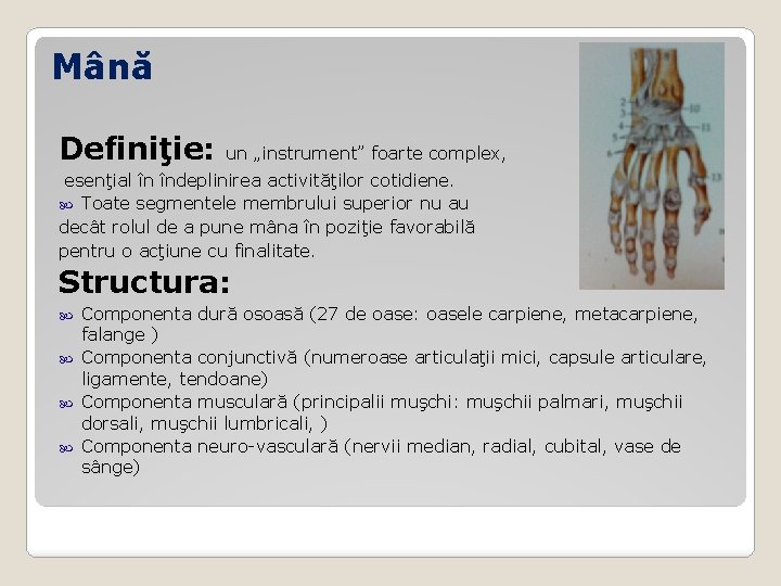 Mână Definiţie: un „instrument” foarte complex, esenţial în îndeplinirea activităţilor cotidiene. Toate segmentele membrului