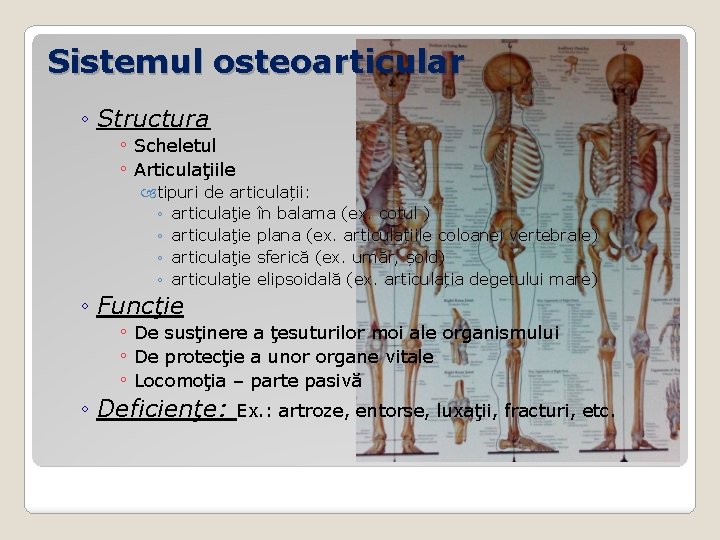 Sistemul osteoarticular ◦ Structura ◦ Scheletul ◦ Articulaţiile tipuri de articulații: ◦ articulaţie în