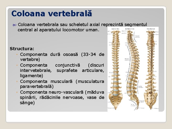 Coloana vertebrală Coloana vertebrala sau scheletul axial reprezintă segmentul central al aparatului locomotor uman.