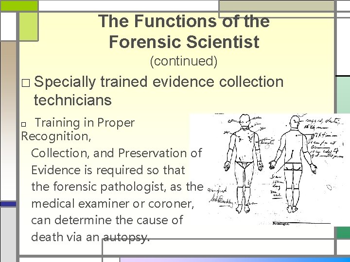 The Functions of the Forensic Scientist (continued) □ Specially trained evidence collection technicians Training