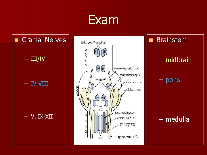 Exam n Cranial Nerves – III/IV – IV-VIII – V, IX-XII n Brainstem –