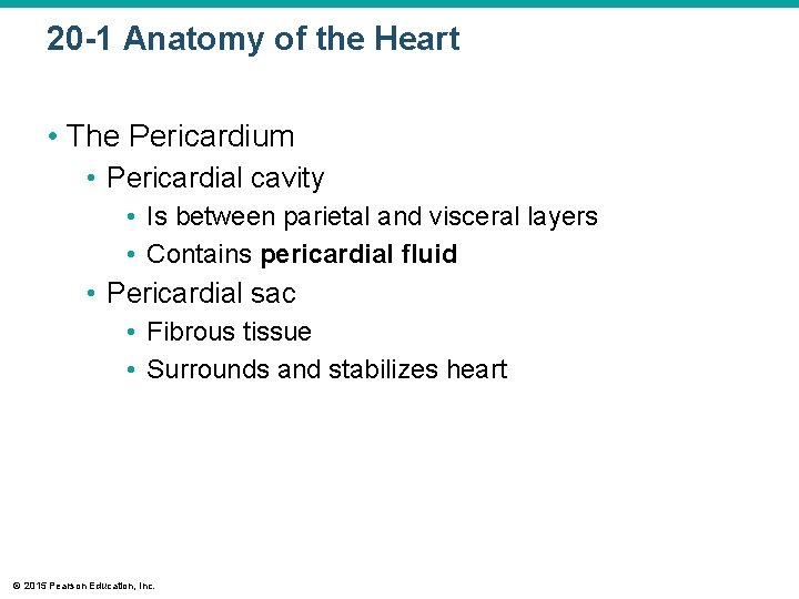 20 -1 Anatomy of the Heart • The Pericardium • Pericardial cavity • Is