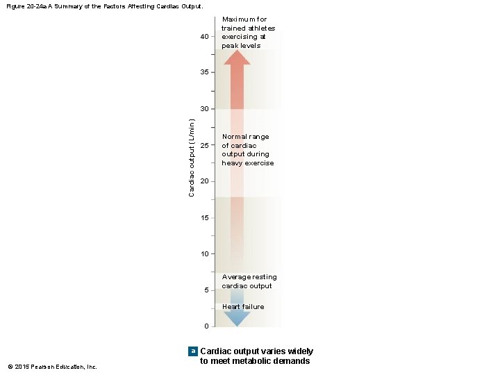 Figure 20 -24 a A Summary of the Factors Affecting Cardiac Output. 40 Maximum