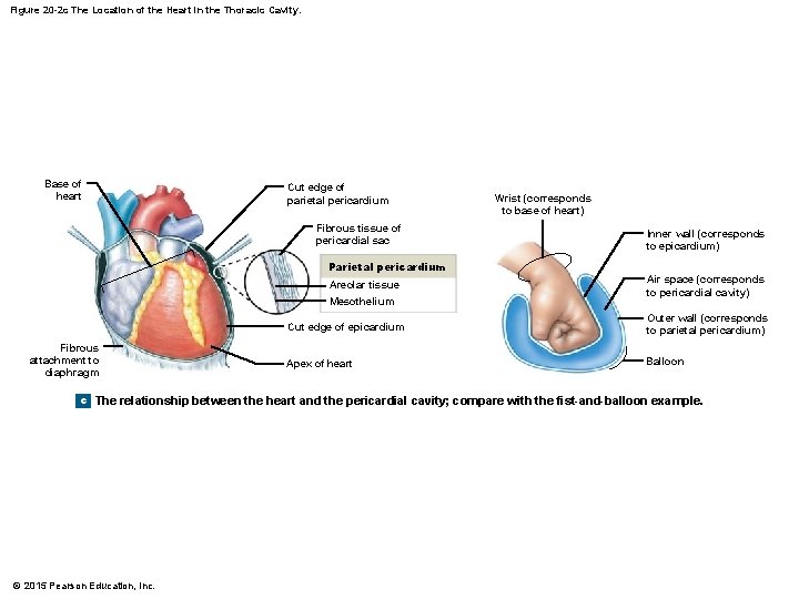 Figure 20 -2 c The Location of the Heart in the Thoracic Cavity. Base